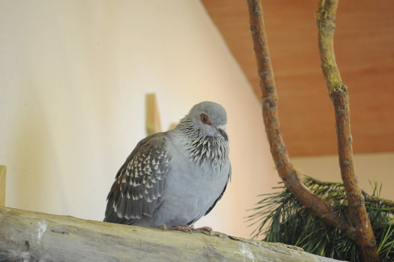 AFRICAN SPECKLED PIGEON