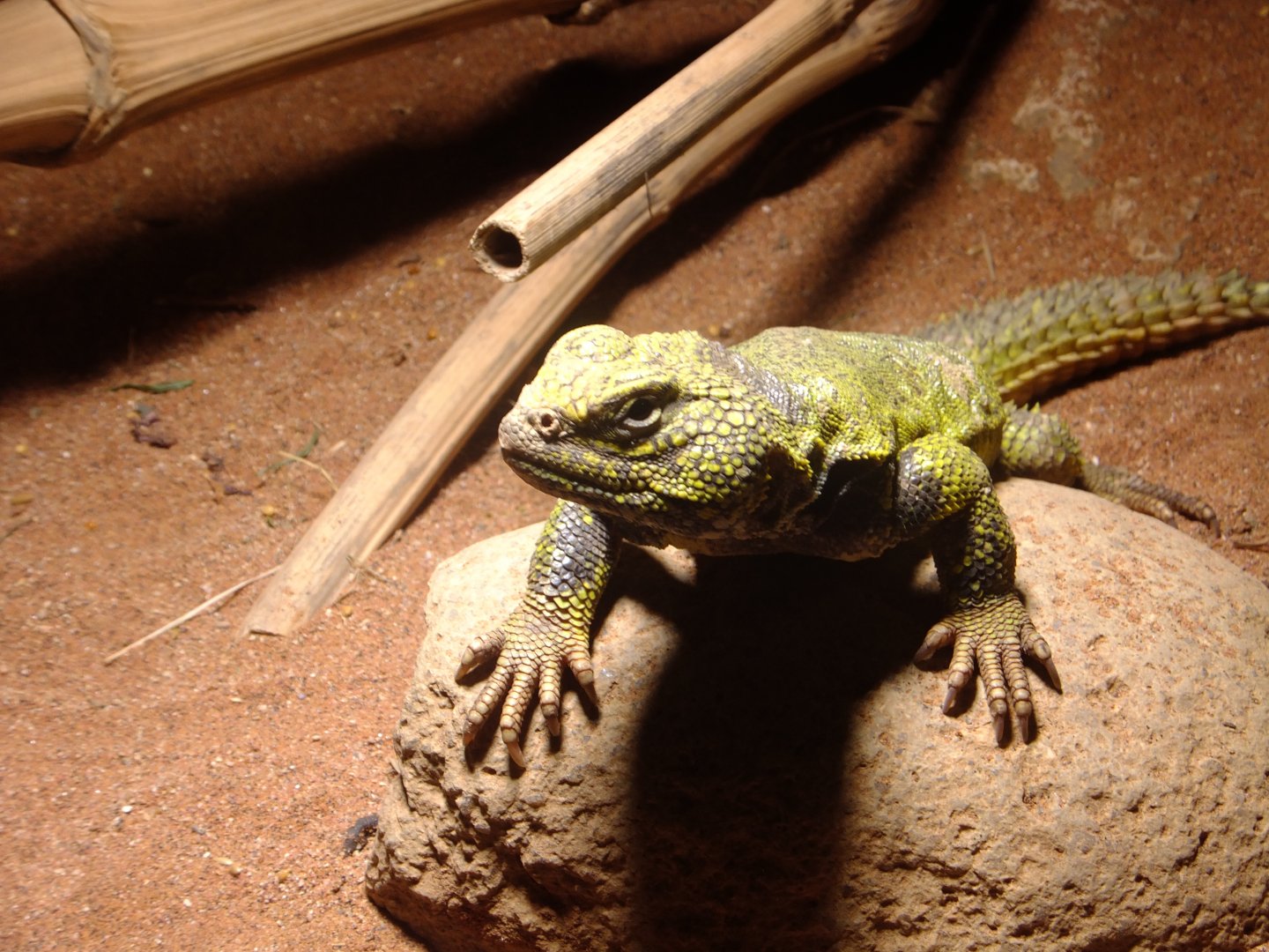 African spiny-tailed lizard