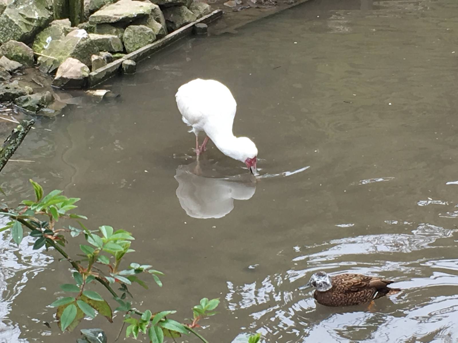 African Spoonbill 010516