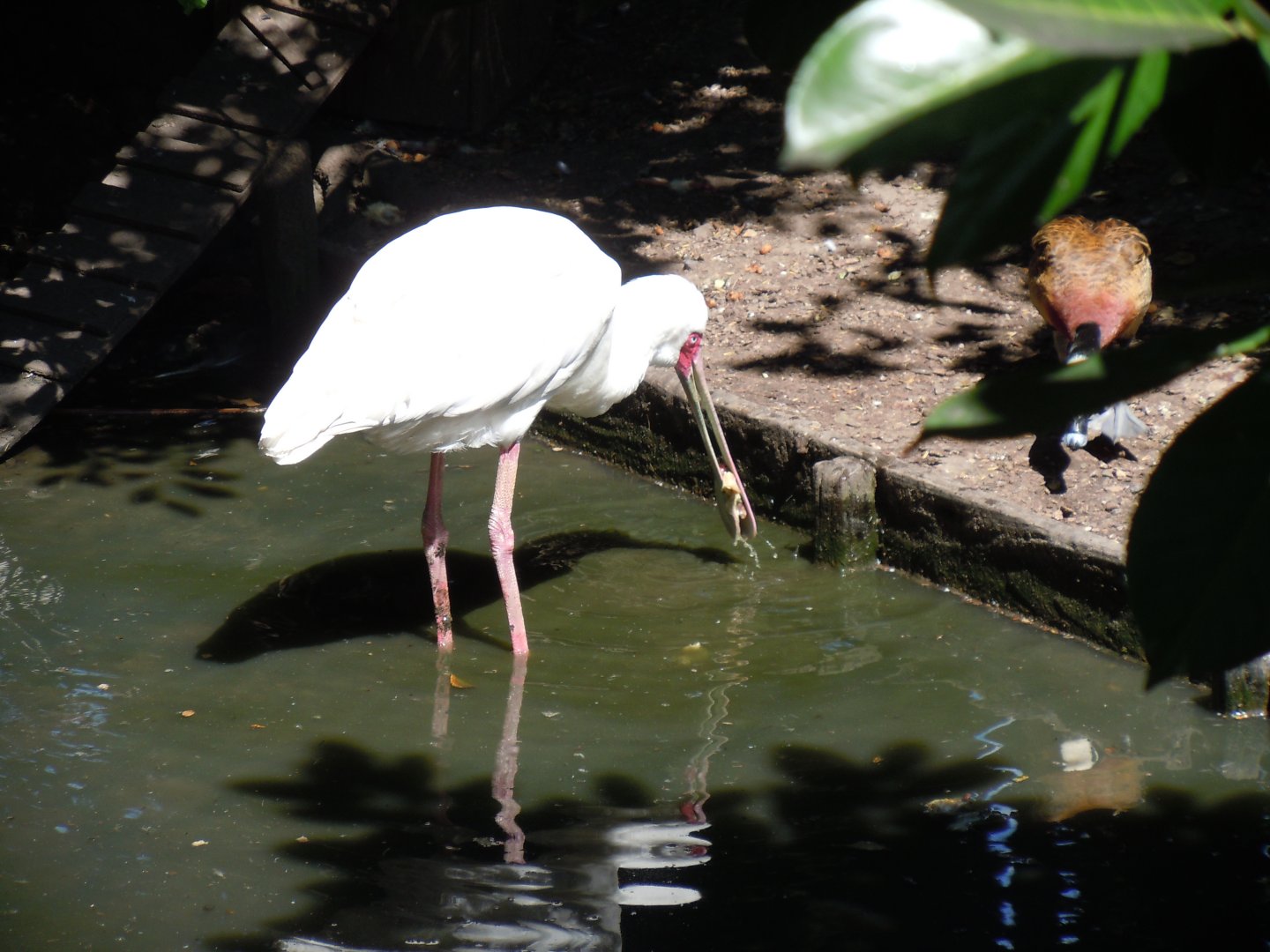 African spoonbill 030820