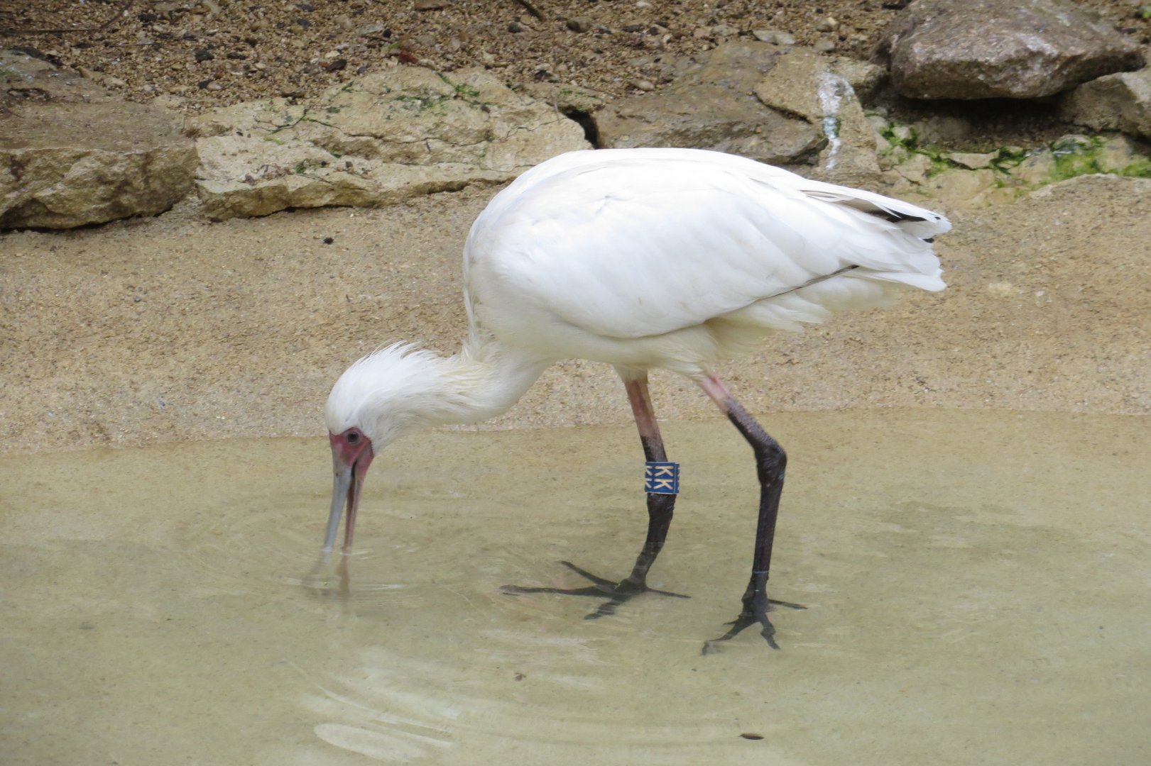 African spoonbill 071019