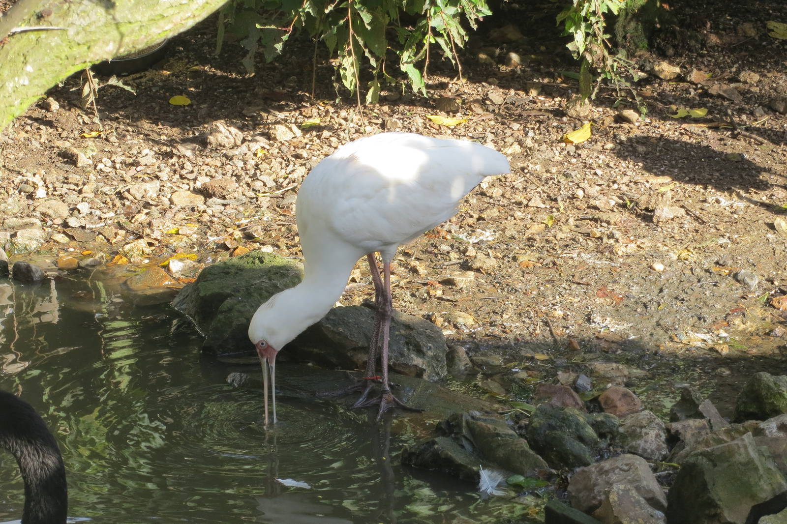 African Spoonbill 10/14