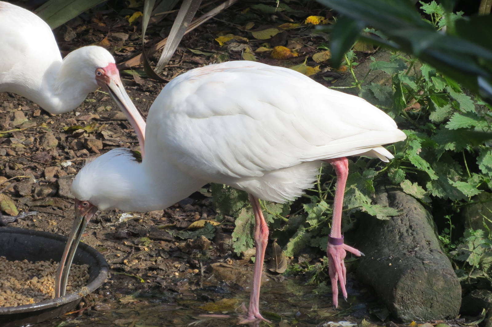 African Spoonbill 10/14