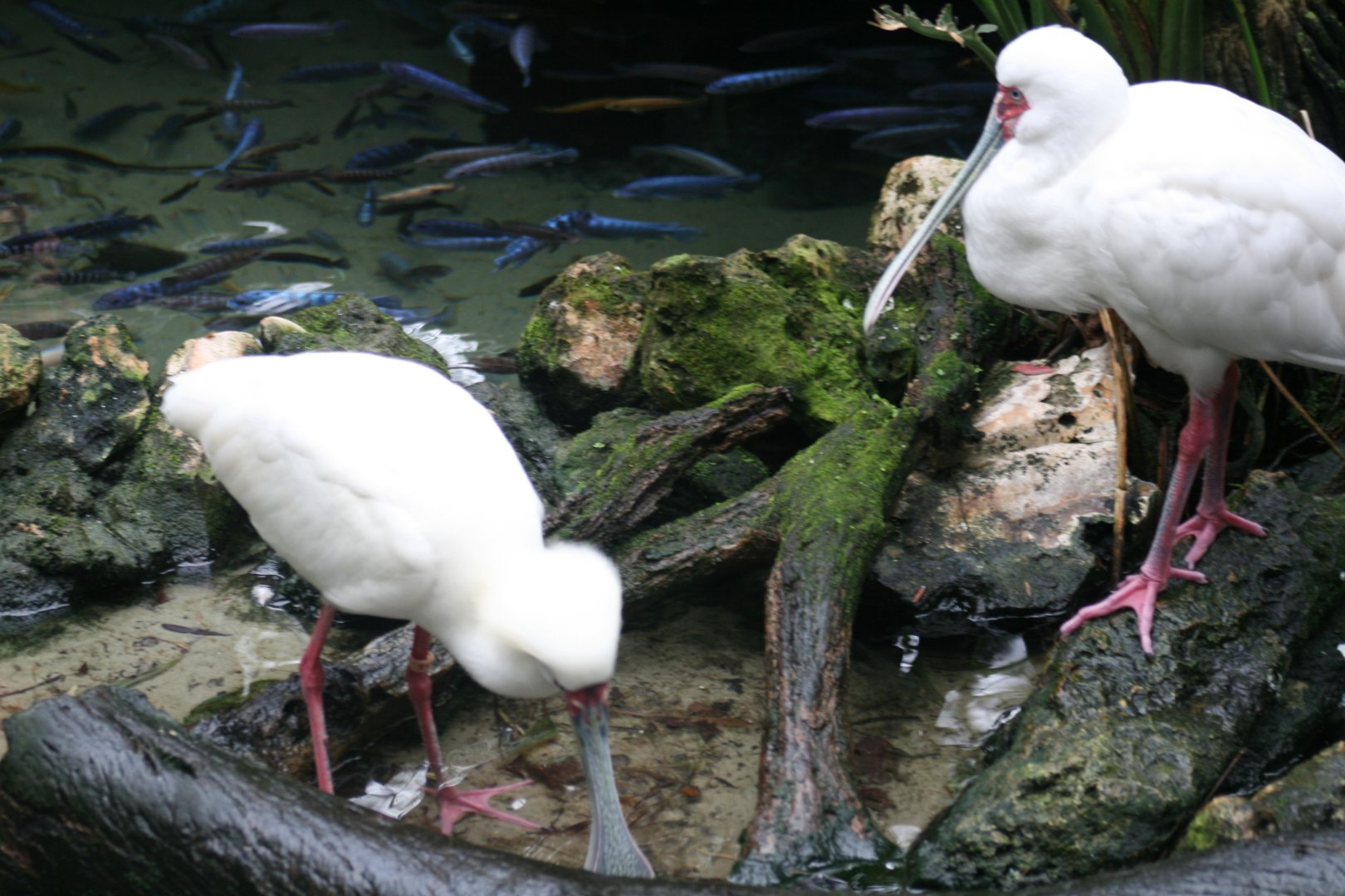 African Spoonbill(20/2/25)