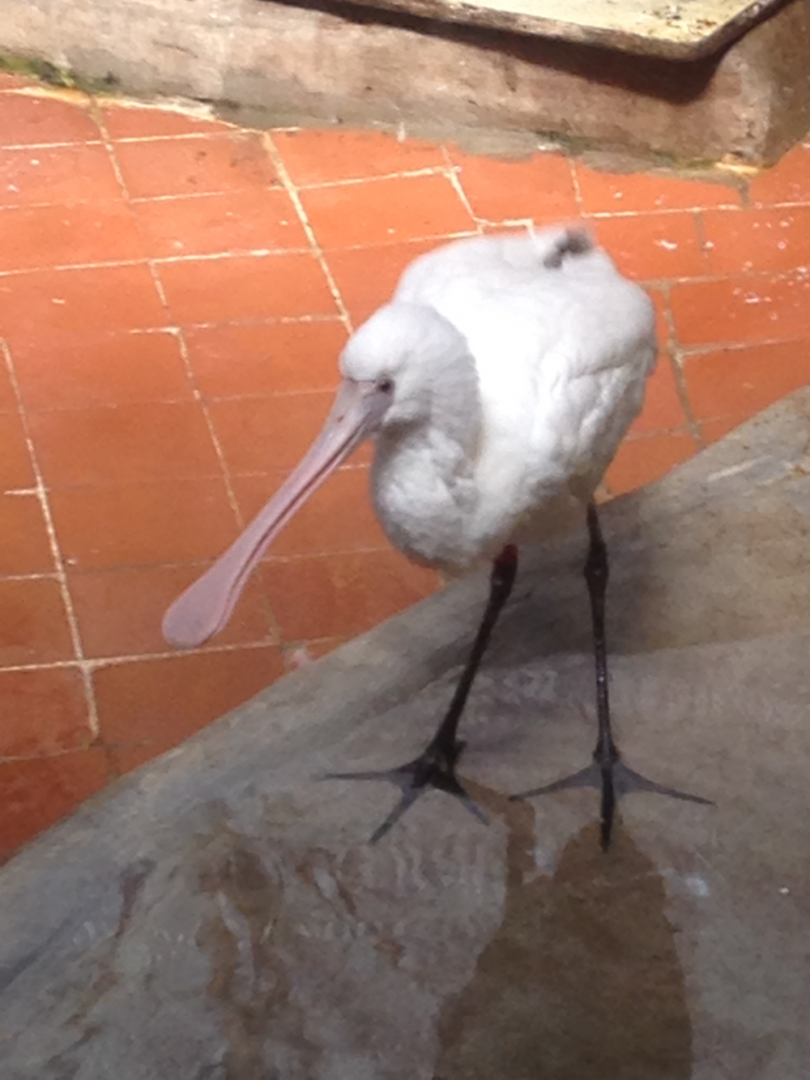 African Spoonbill - 2015