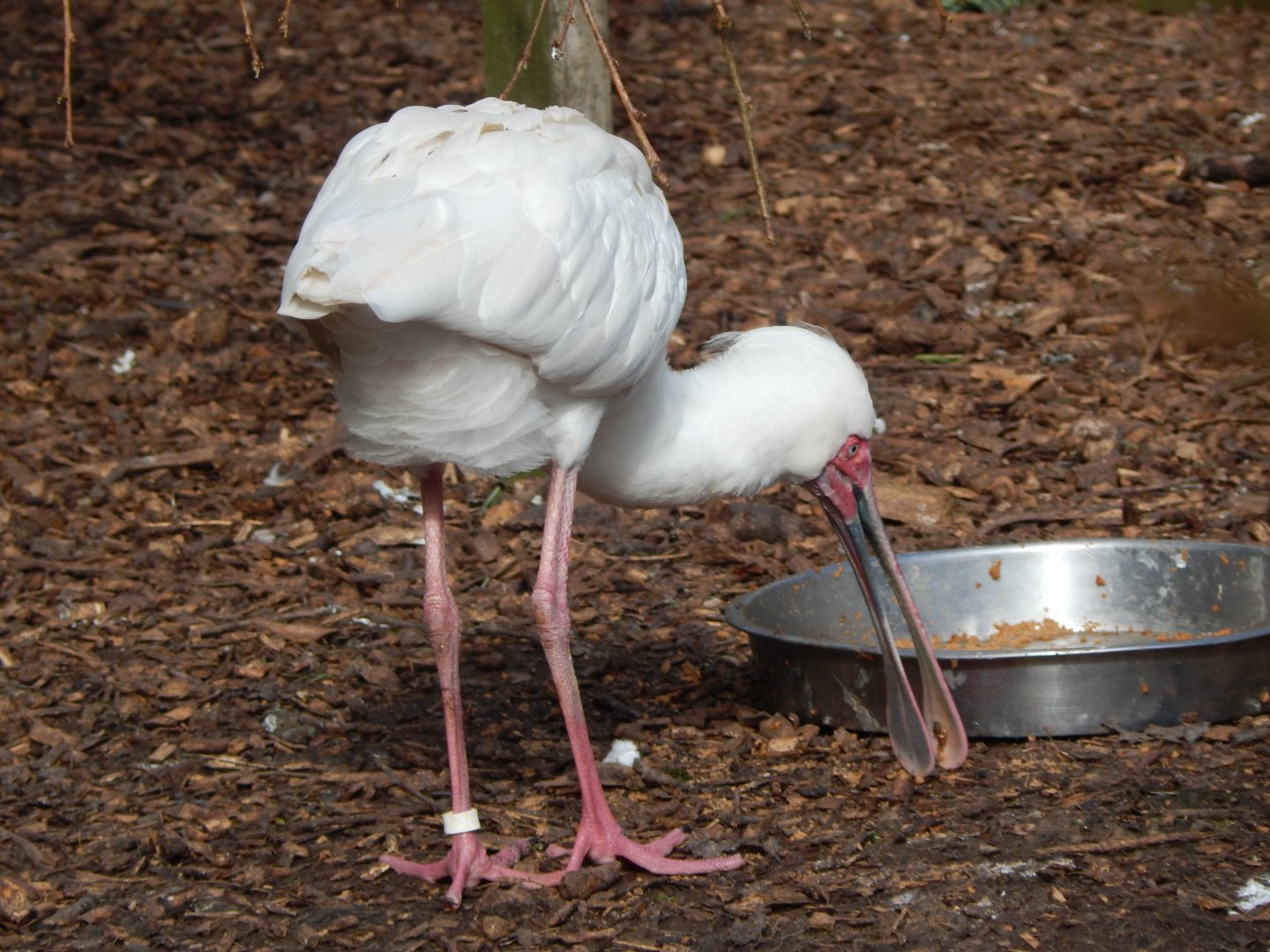 African spoonbill 250222