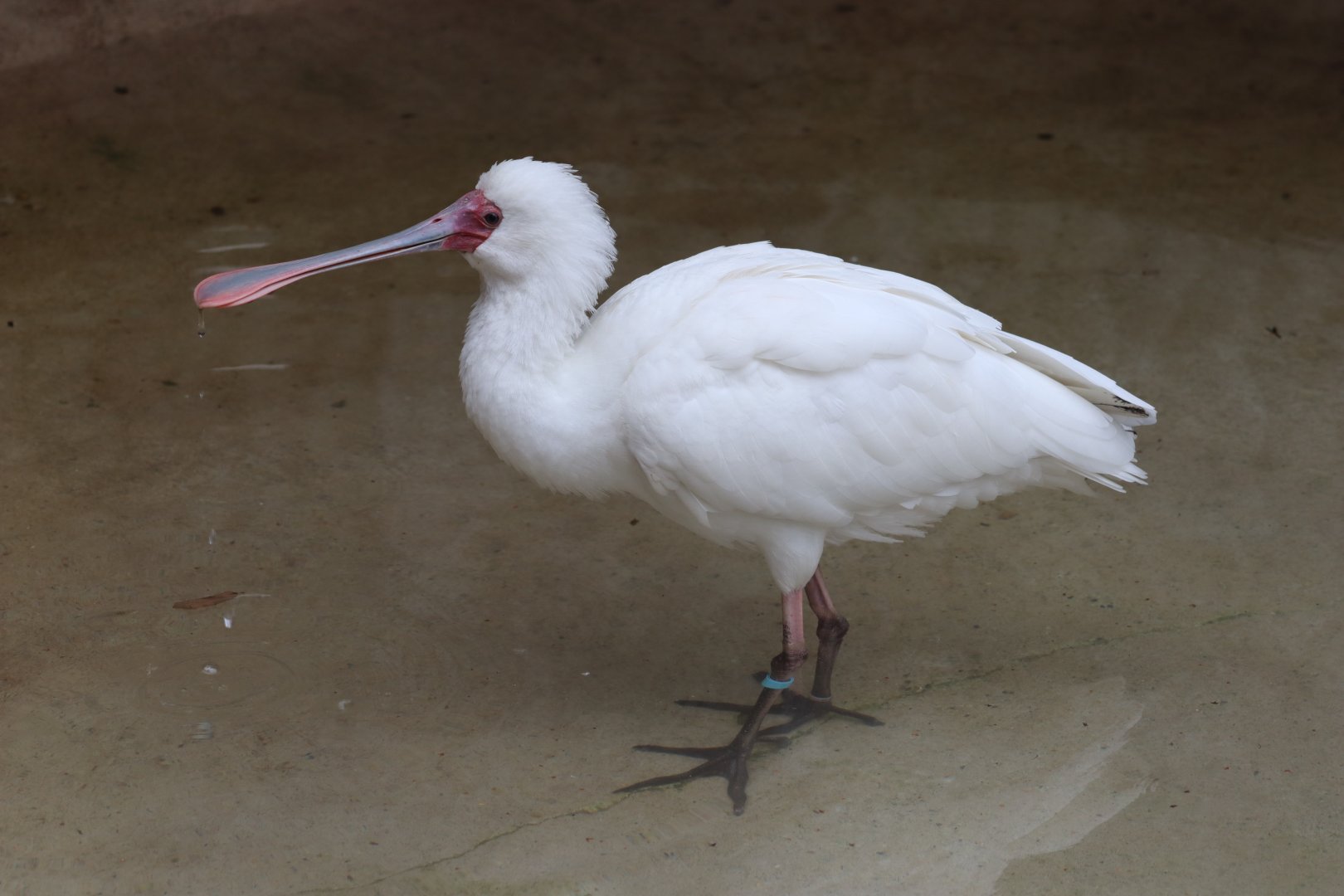 African Spoonbill - 7 September 2020