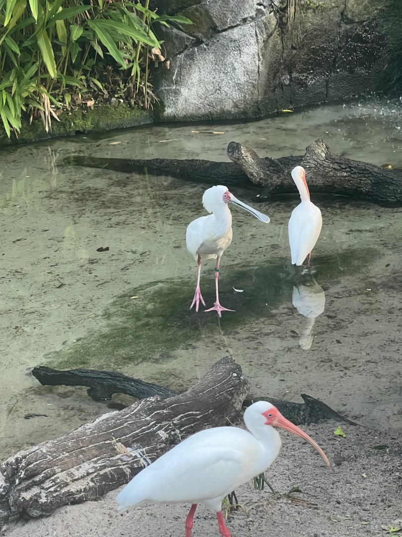 African Spoonbill and American White Ibis