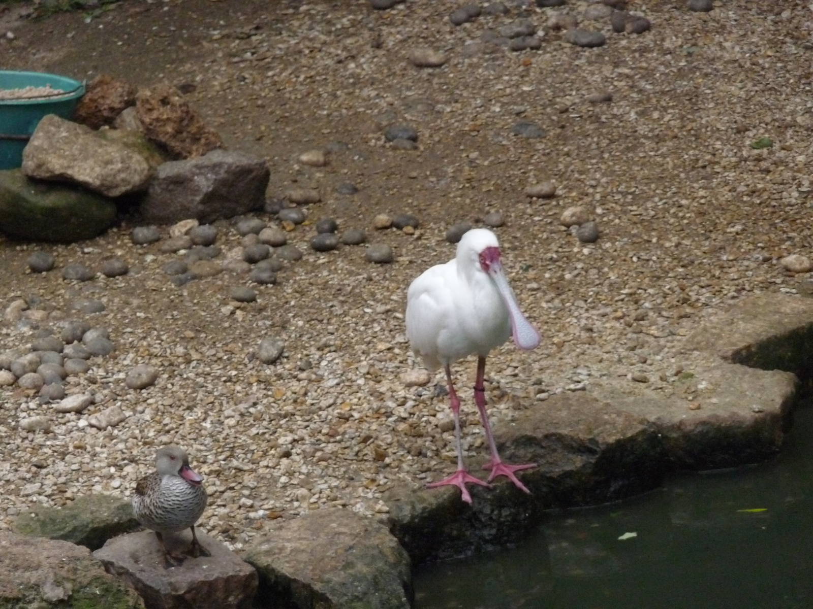 african spoonbill and cape teal Jardin des plantes