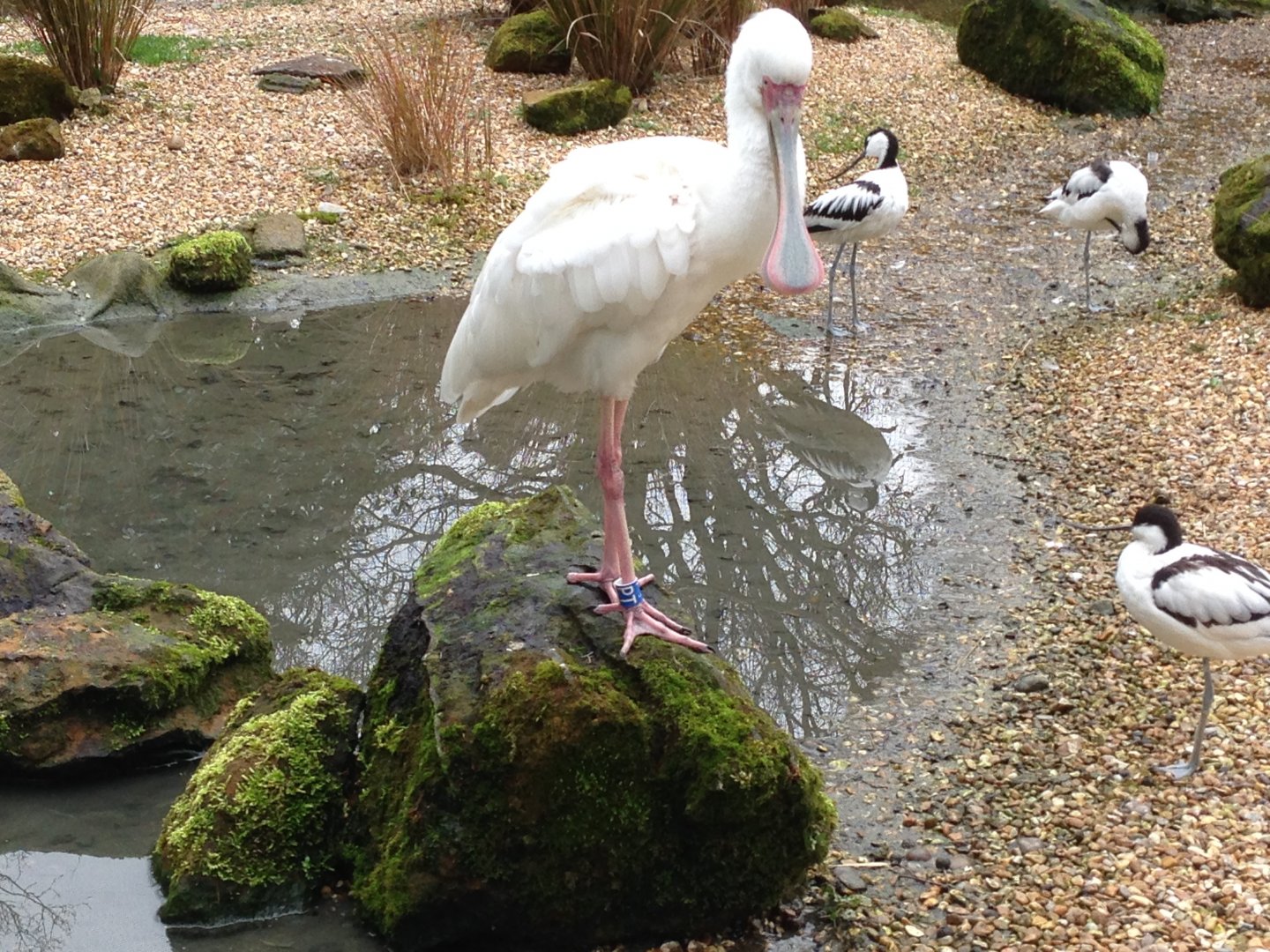 African Spoonbill and Pied Avocets