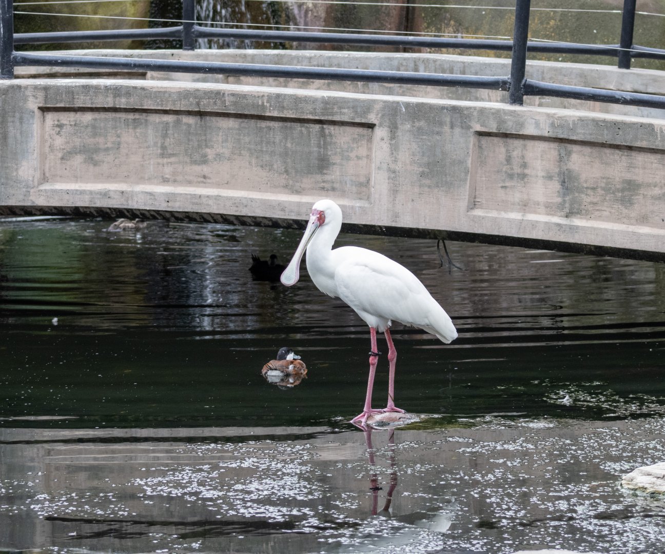 African Spoonbill and Ruddy Duck