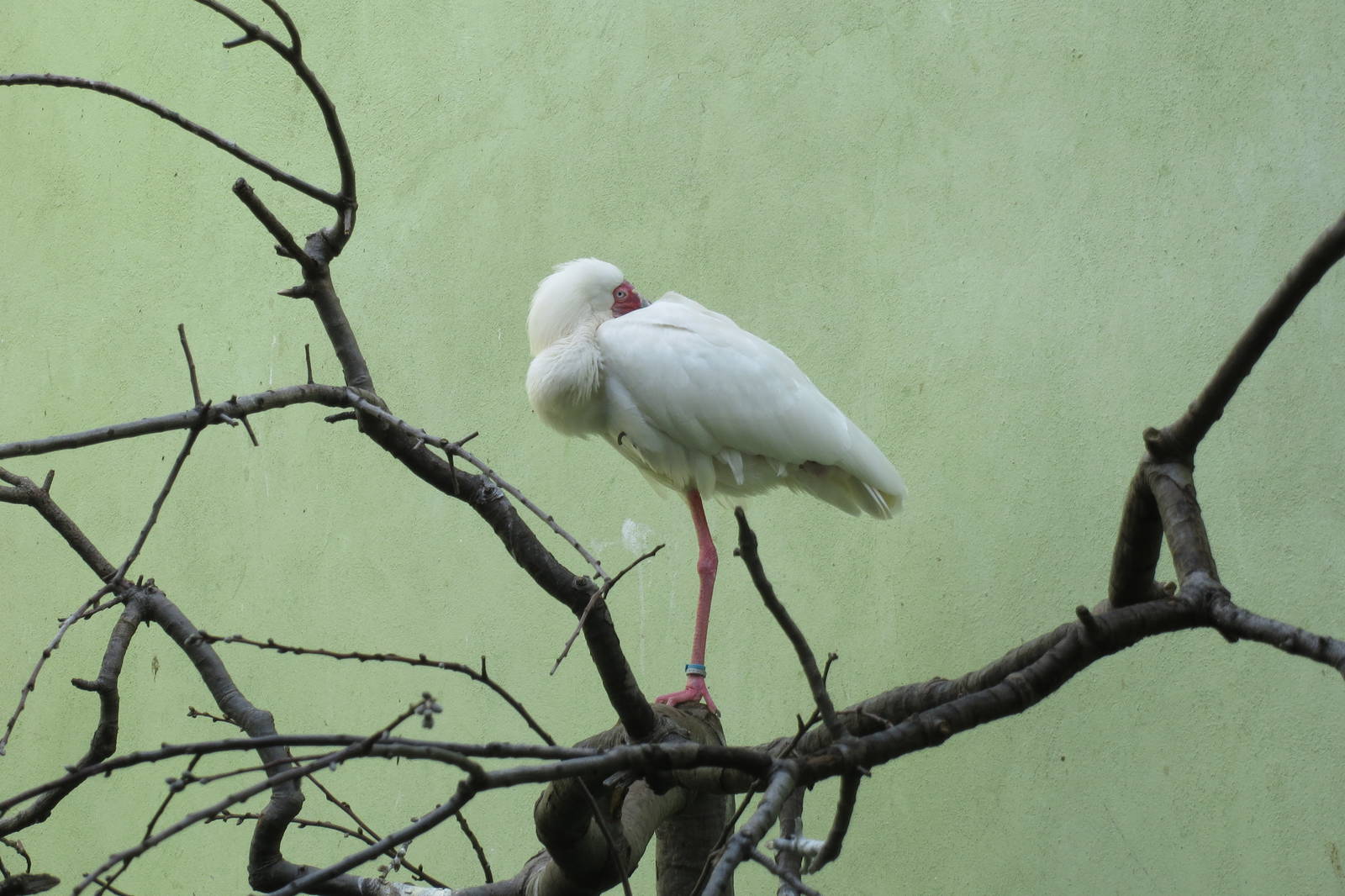 African Spoonbill - Aquatic Birds House 031215