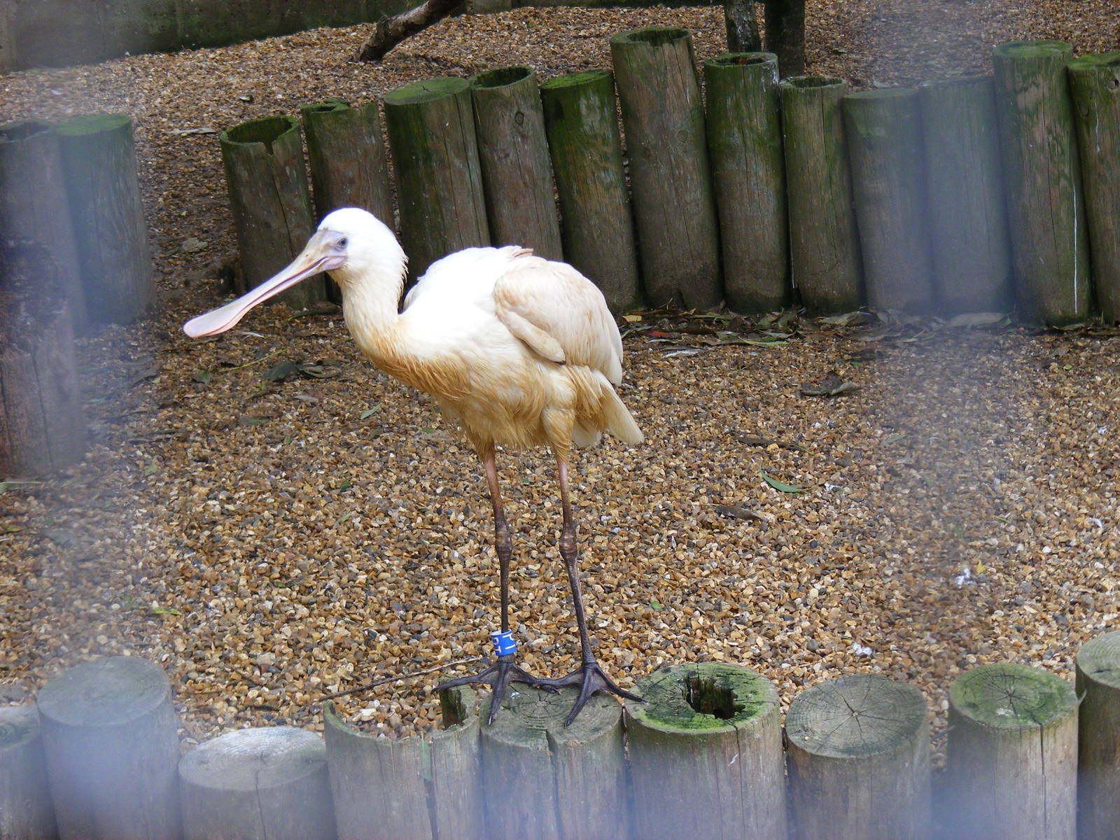 African spoonbill at Banham Zoo, 14 September 2010