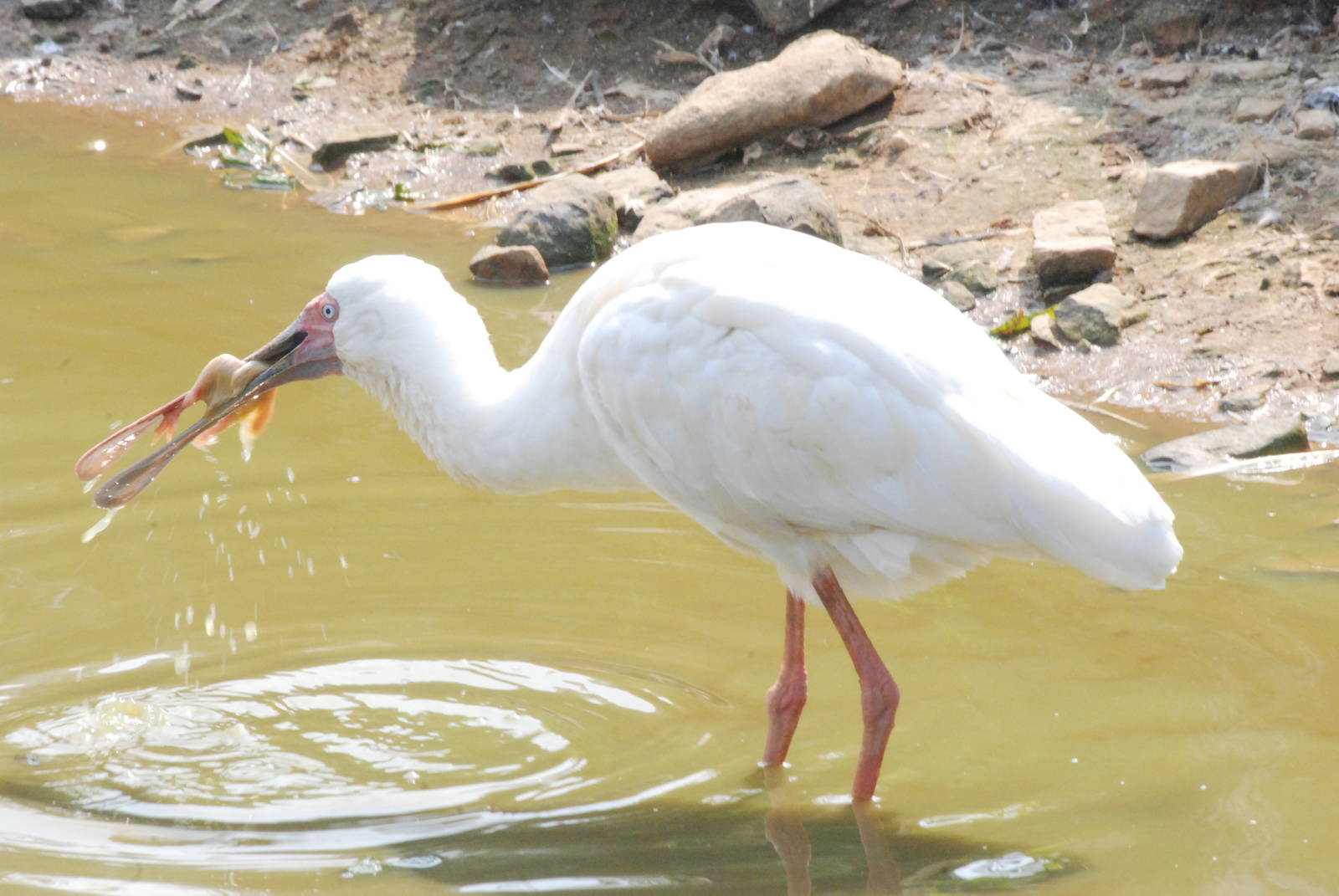 African Spoonbill at Blackbrook 29/04/11