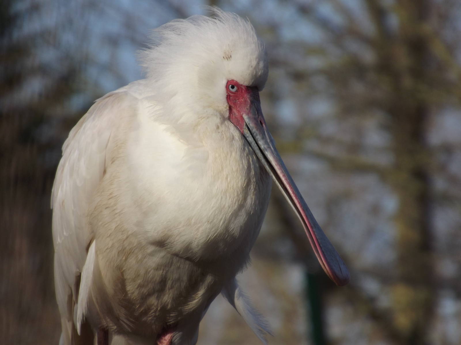 African spoonbill at Blackpool Zoo 15/01/12