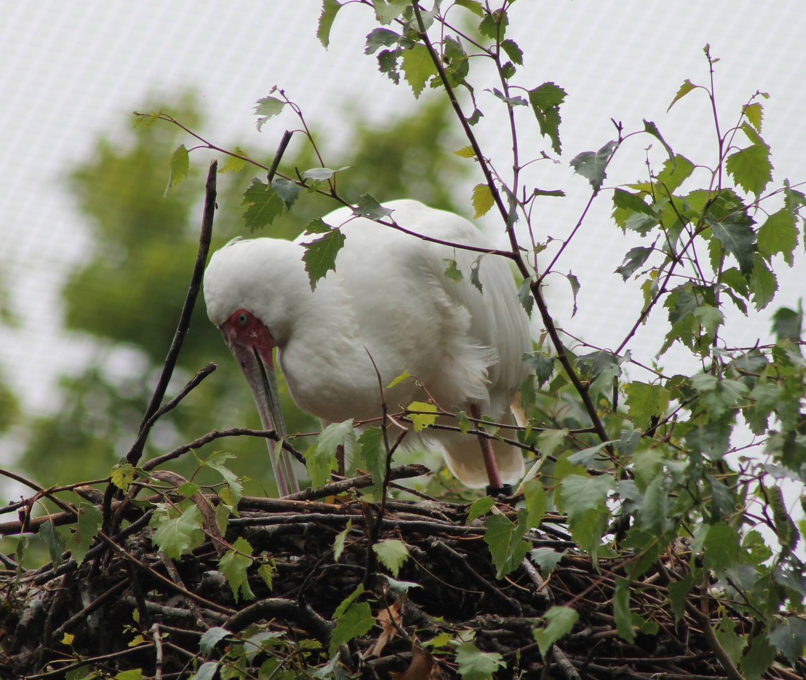 African spoonbill at nest