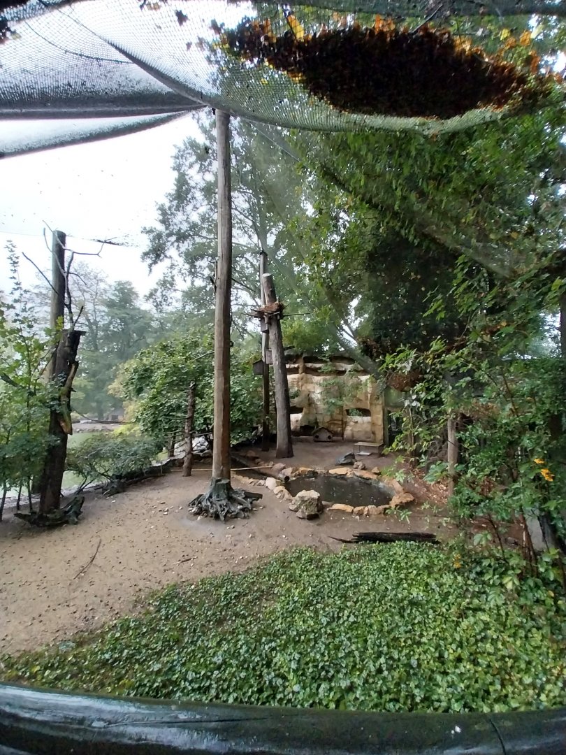 African spoonbill aviary