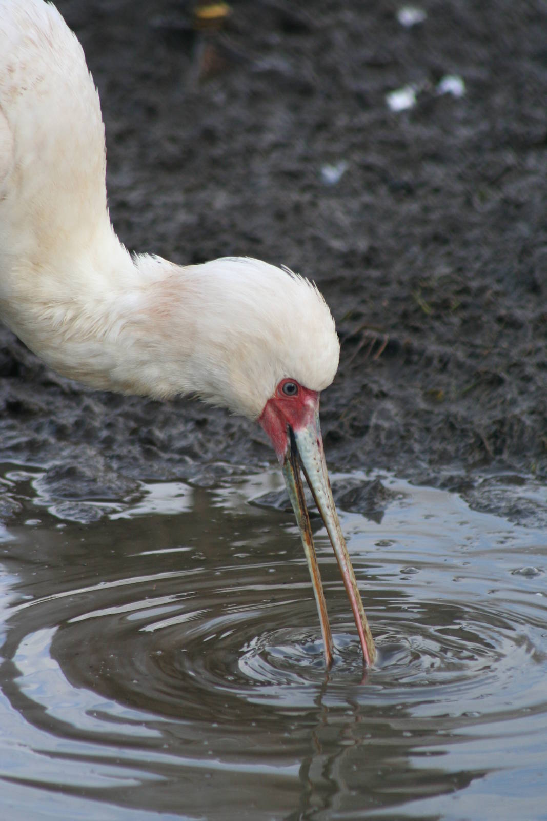 African Spoonbill @ Blackpool; 13.02.10