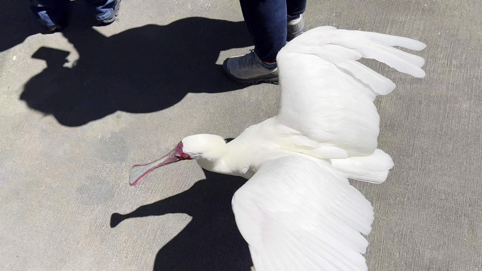 African Spoonbill Coming Through!