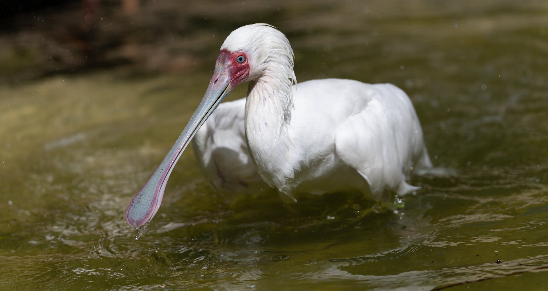 African Spoonbill, CWP, UK