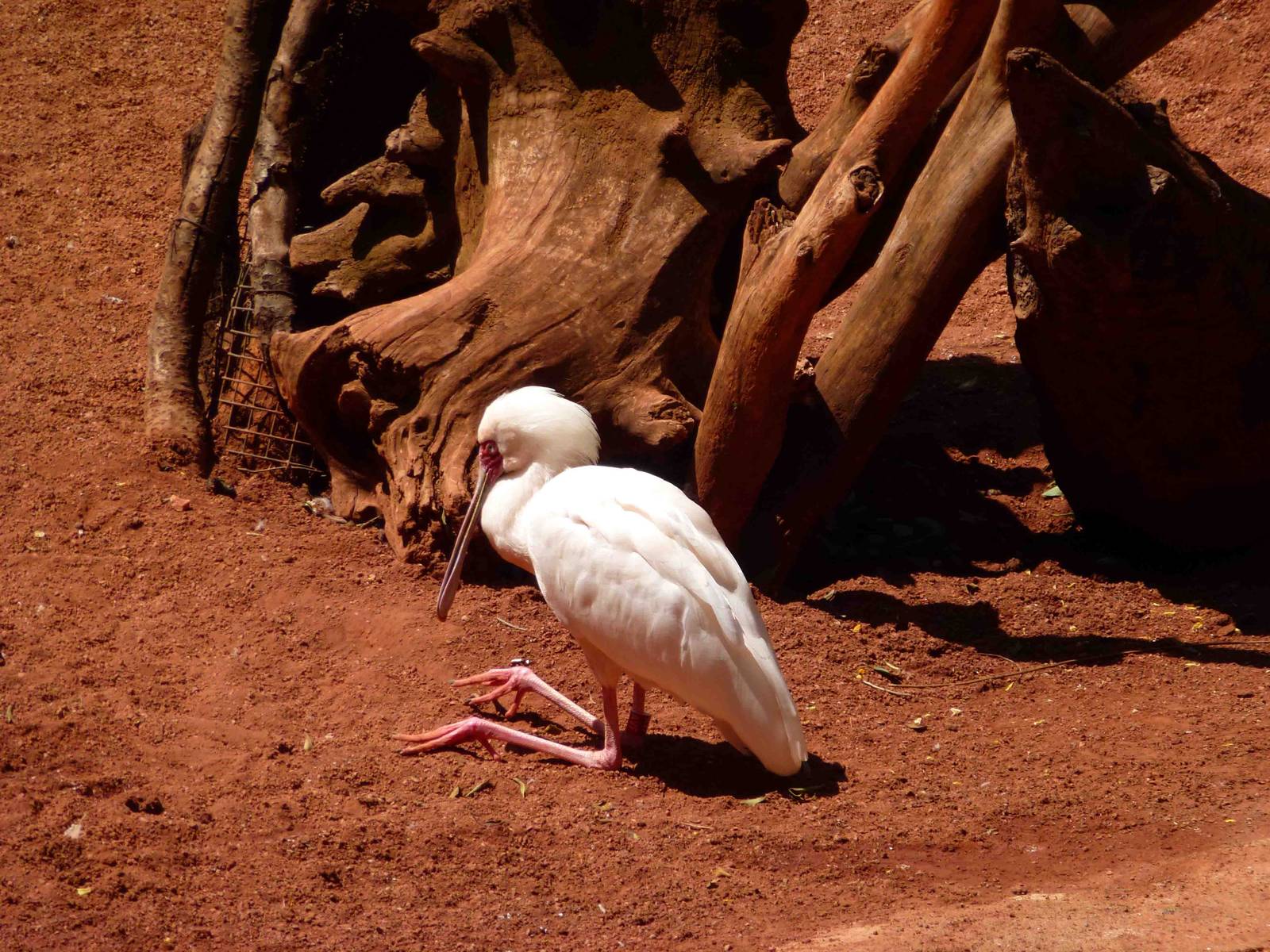 African spoonbill, July 2013.