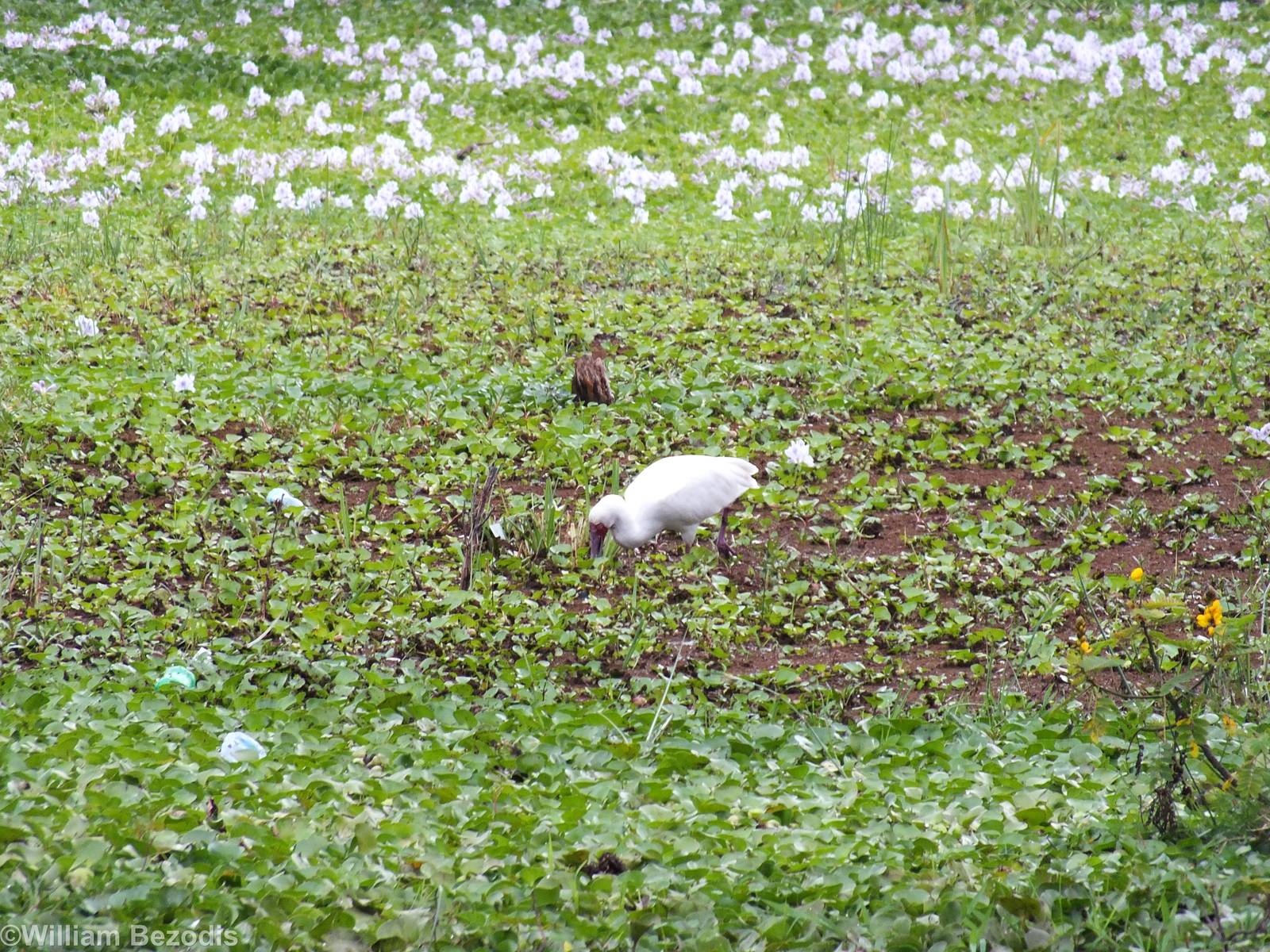 African Spoonbill - Lake Naivasha
