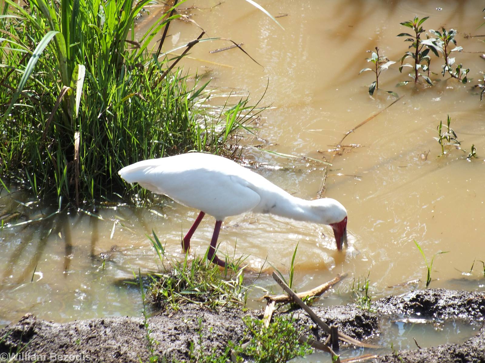 African Spoonbill - Nairobi National Park