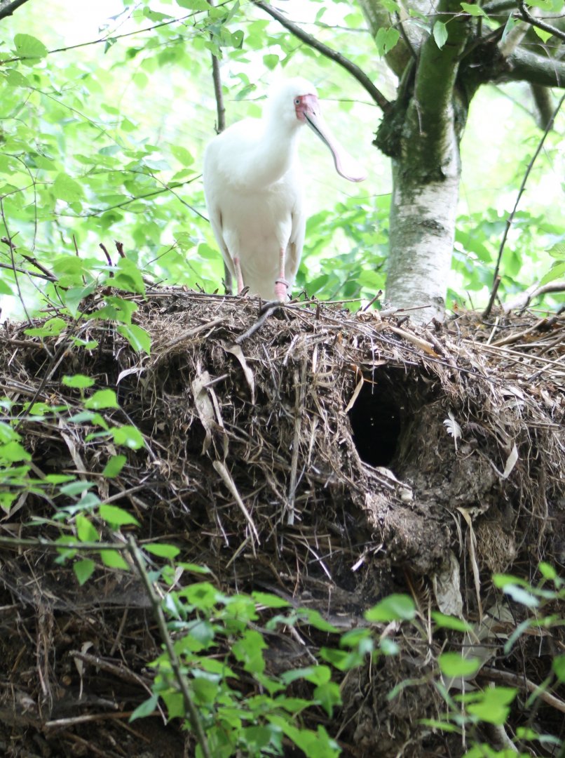 African spoonbill on Hamerhead-nest
