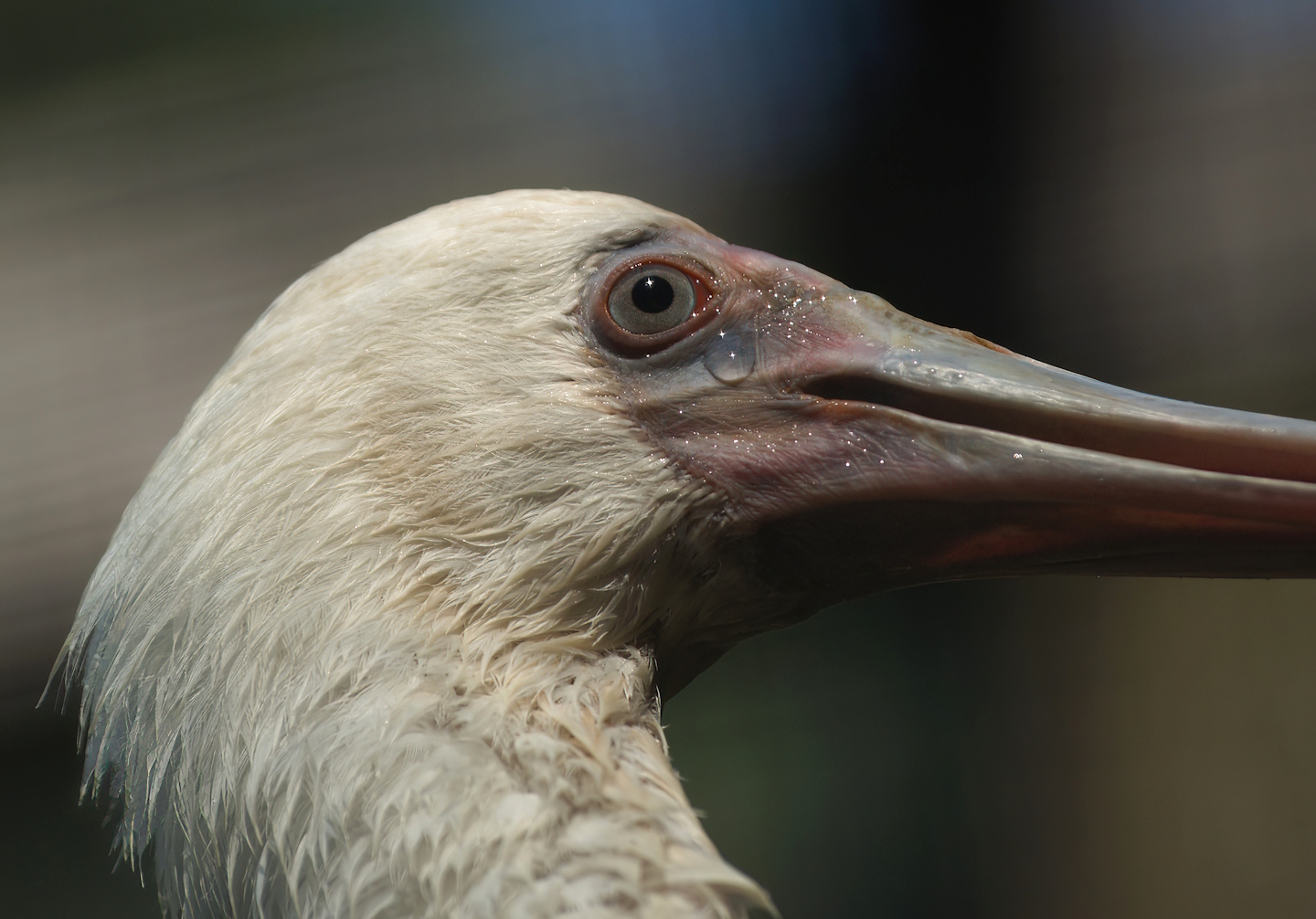 African spoonbill (Platalea alba), 2008-08-06