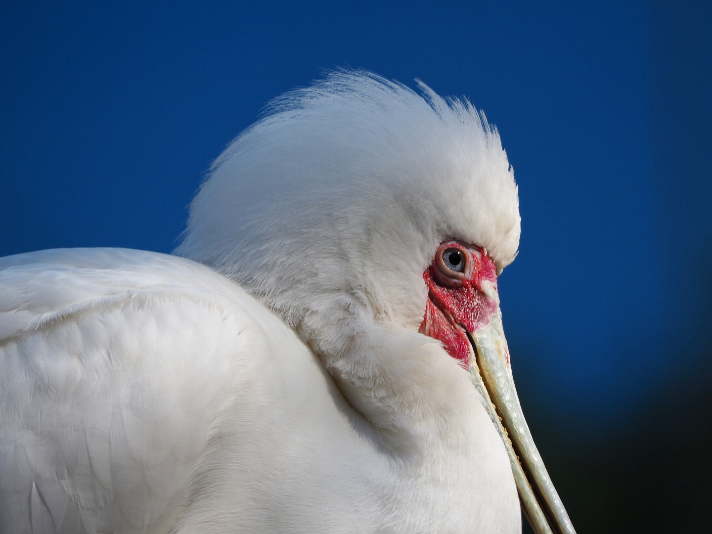 African spoonbill (Platalea alba), 2019-09-21