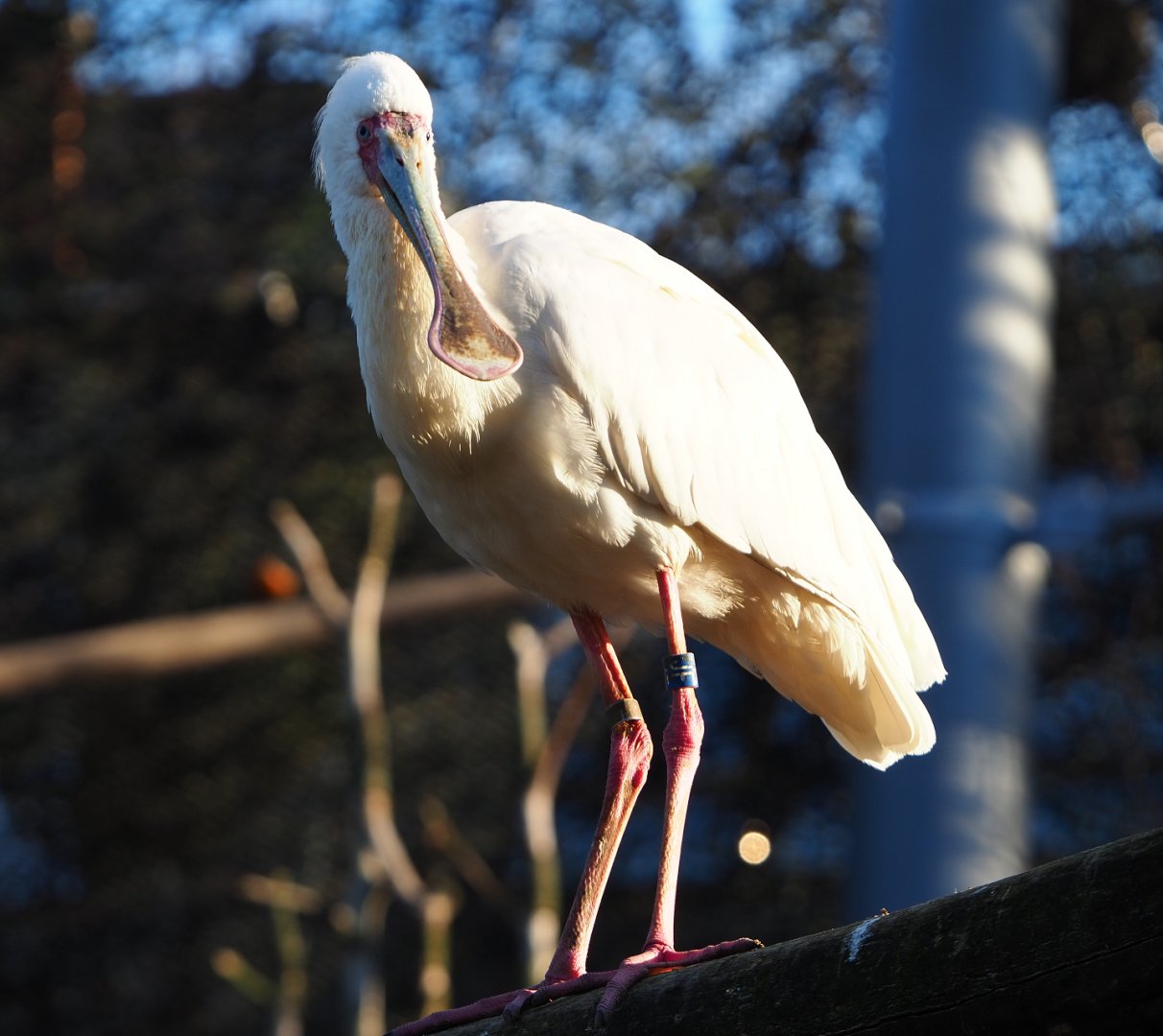 African spoonbill (Platalea alba), 2019-12-30
