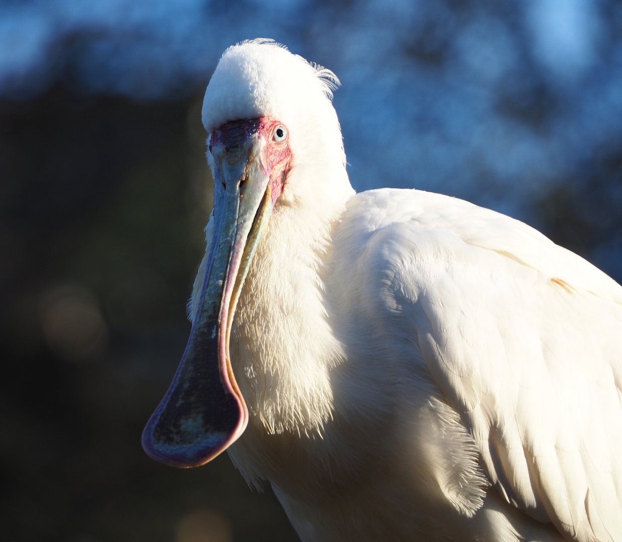 African spoonbill (Platalea alba), 2019-12-30