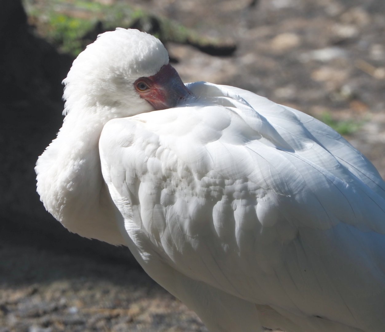 African spoonbill (Platalea alba), 2021-06-01