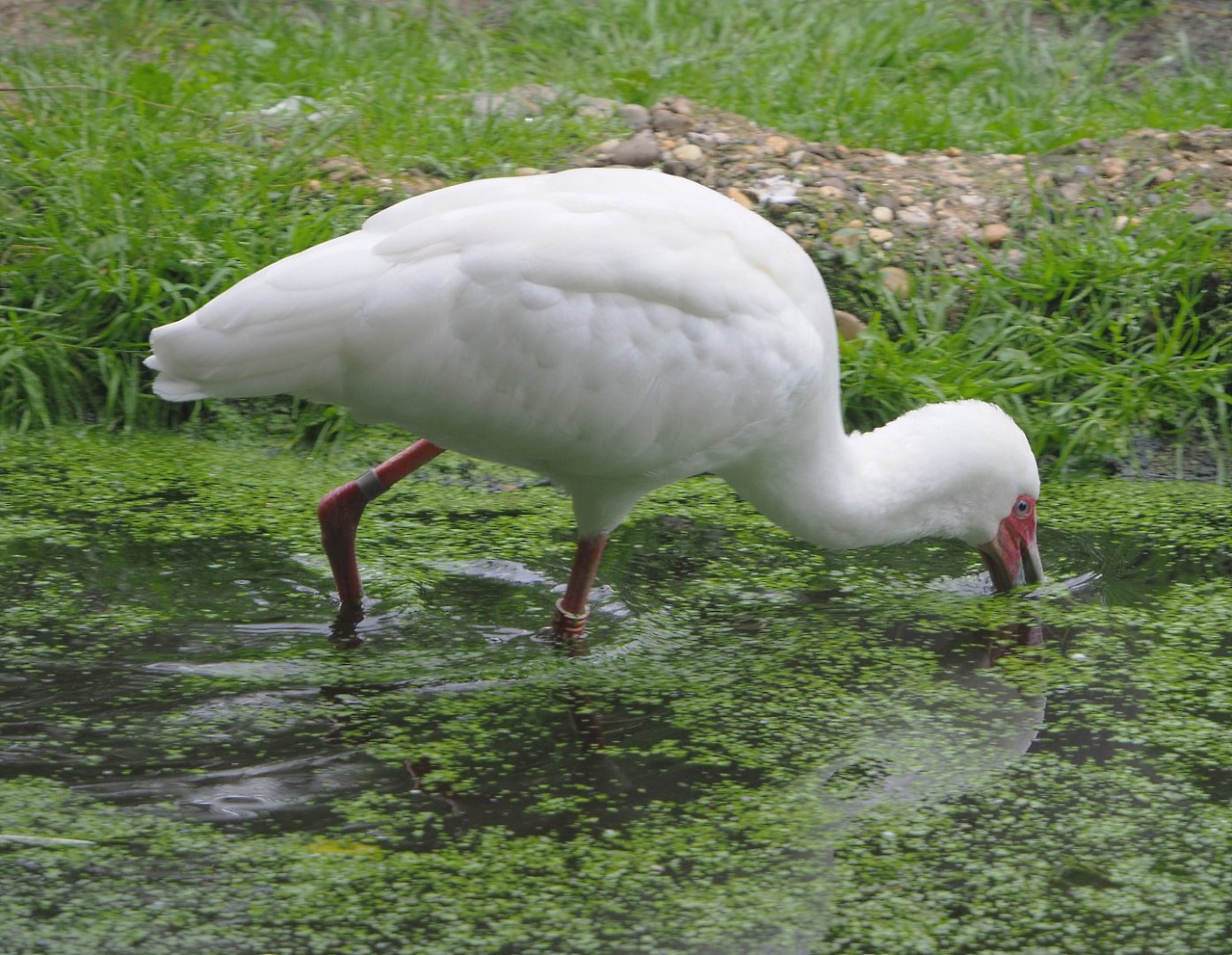 African spoonbill (Platalea alba), 2021-07-03