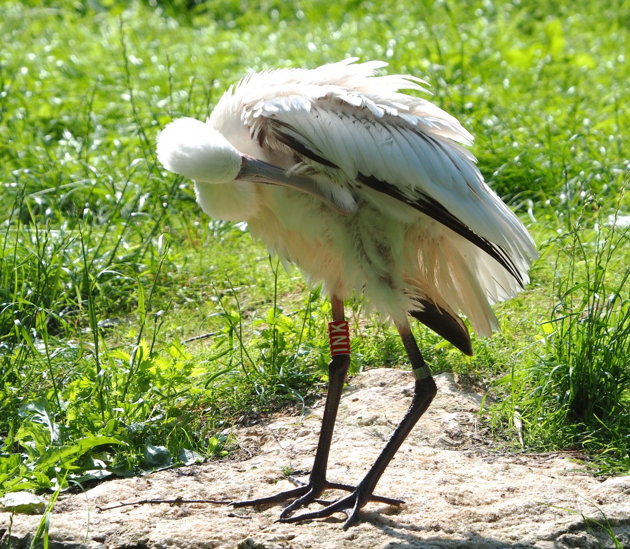 African spoonbill (Platalea alba), 2021-07-20