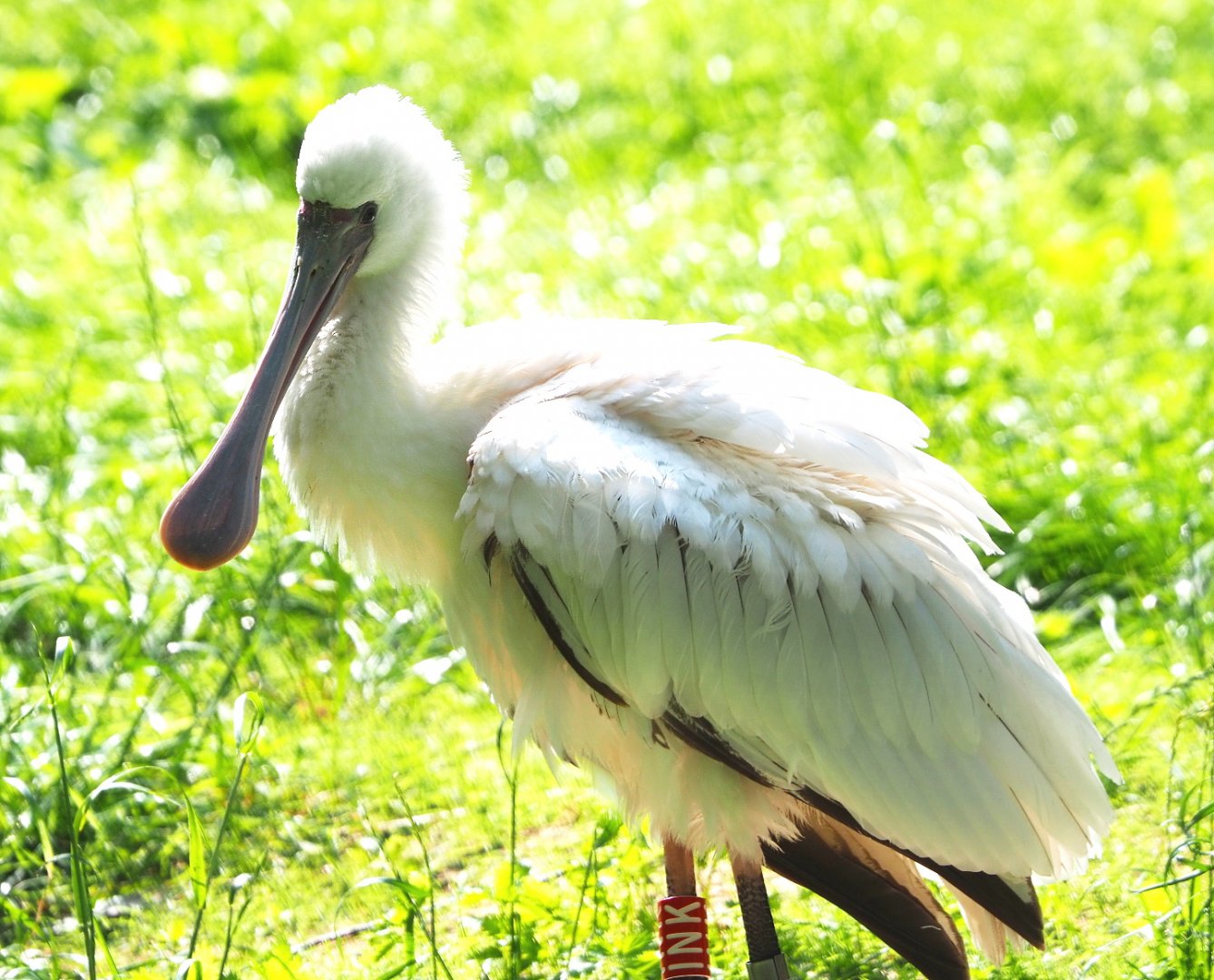African spoonbill (Platalea alba), 2021-07-20
