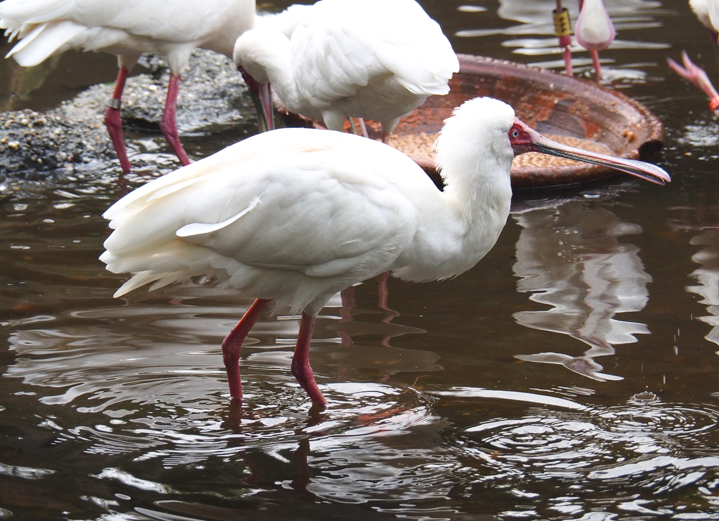 African spoonbill (Platalea alba), 2021-11-06