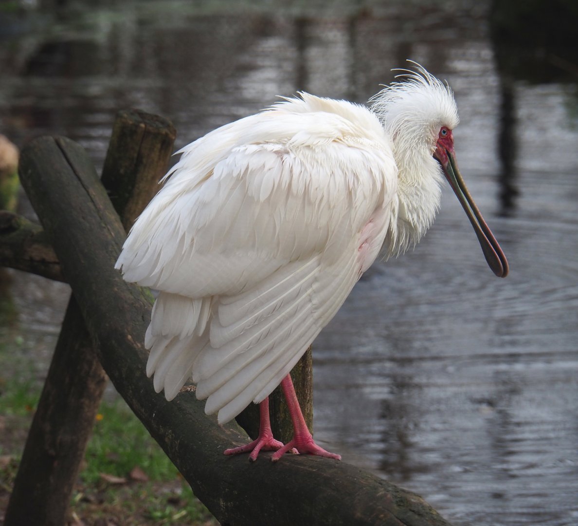 African spoonbill (Platalea alba), 2021-12-07