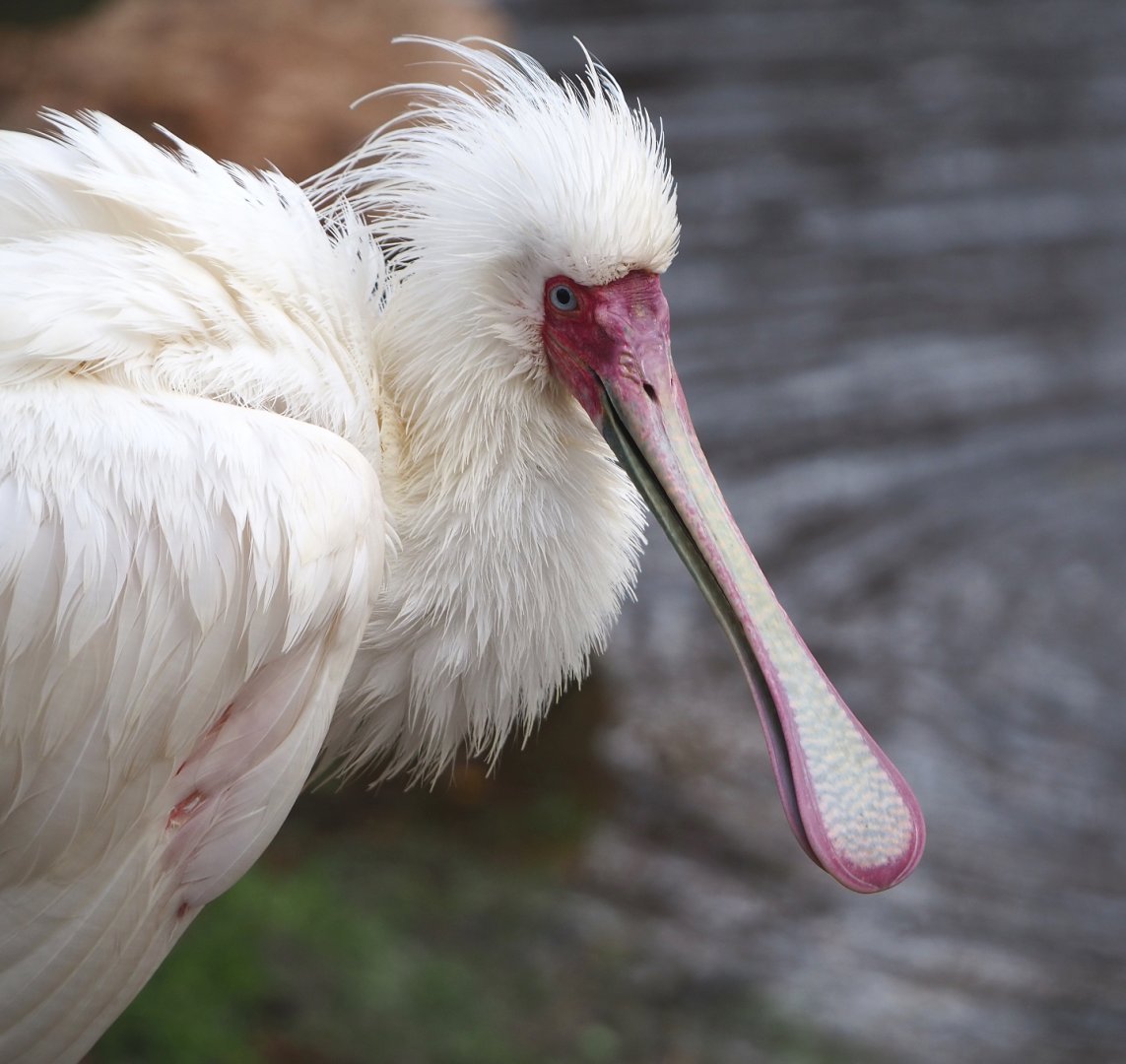 African spoonbill (Platalea alba), 2021-12-07