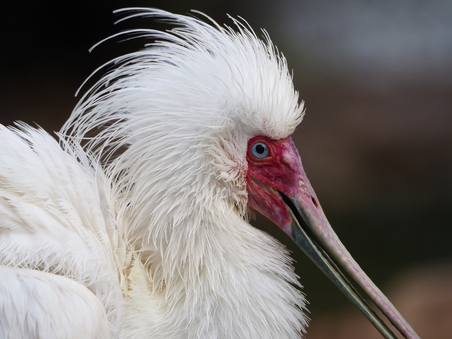 African spoonbill (Platalea alba), 2021-12-07