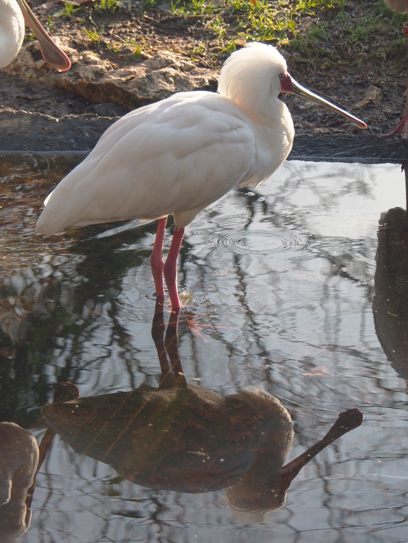 African spoonbill (Platalea alba), 2021-12-22