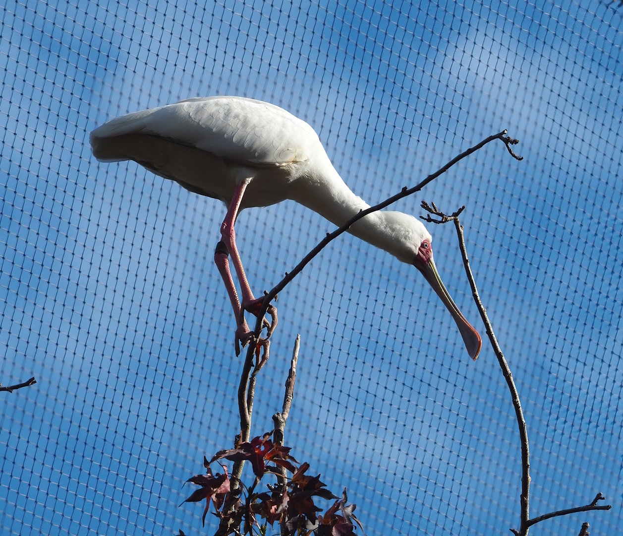 African spoonbill (Platalea alba), 2022-10-29