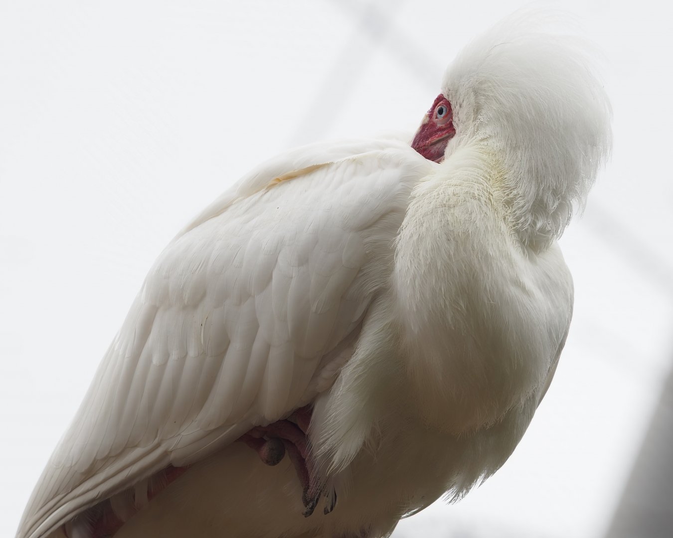 African spoonbill (Platalea alba), 2023-04-08
