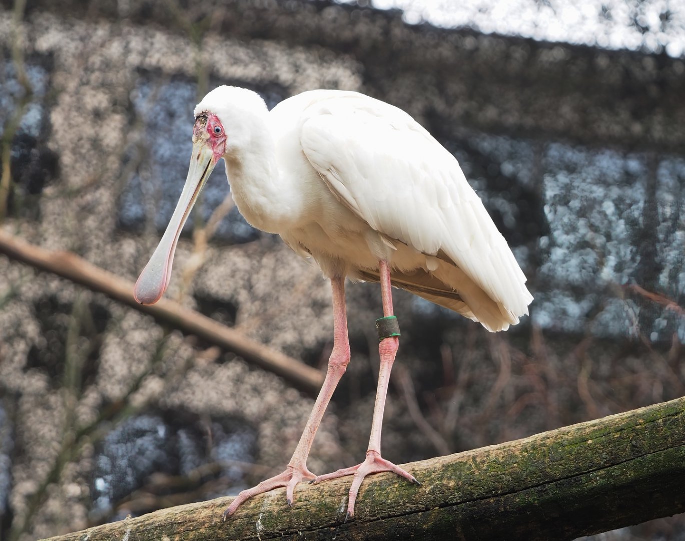 African spoonbill (Platalea alba), 2023-04-08