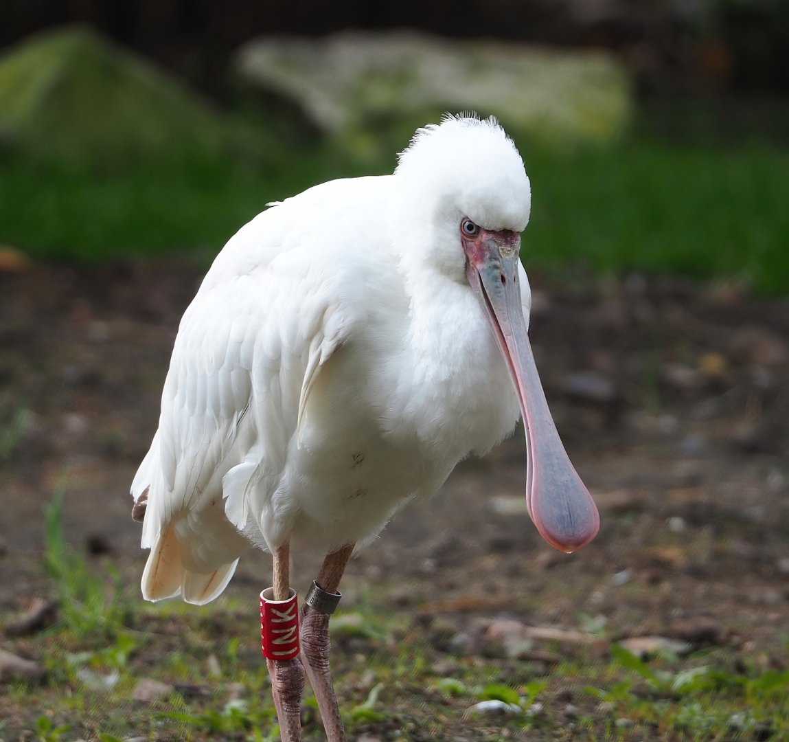 African spoonbill (Platalea alba), 2023-04-18