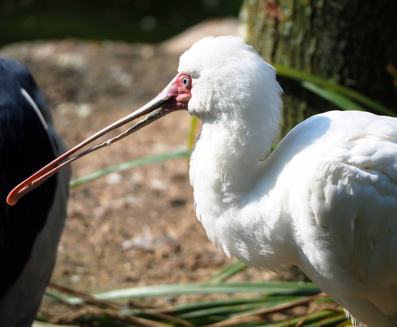 African spoonbill (Platalea alba), 2023-05-13