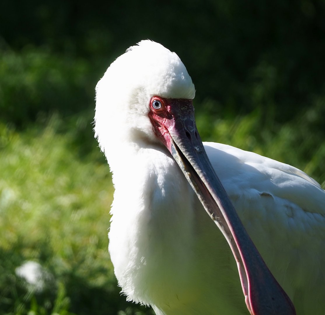 African spoonbill (Platalea alba), 2023-06-04