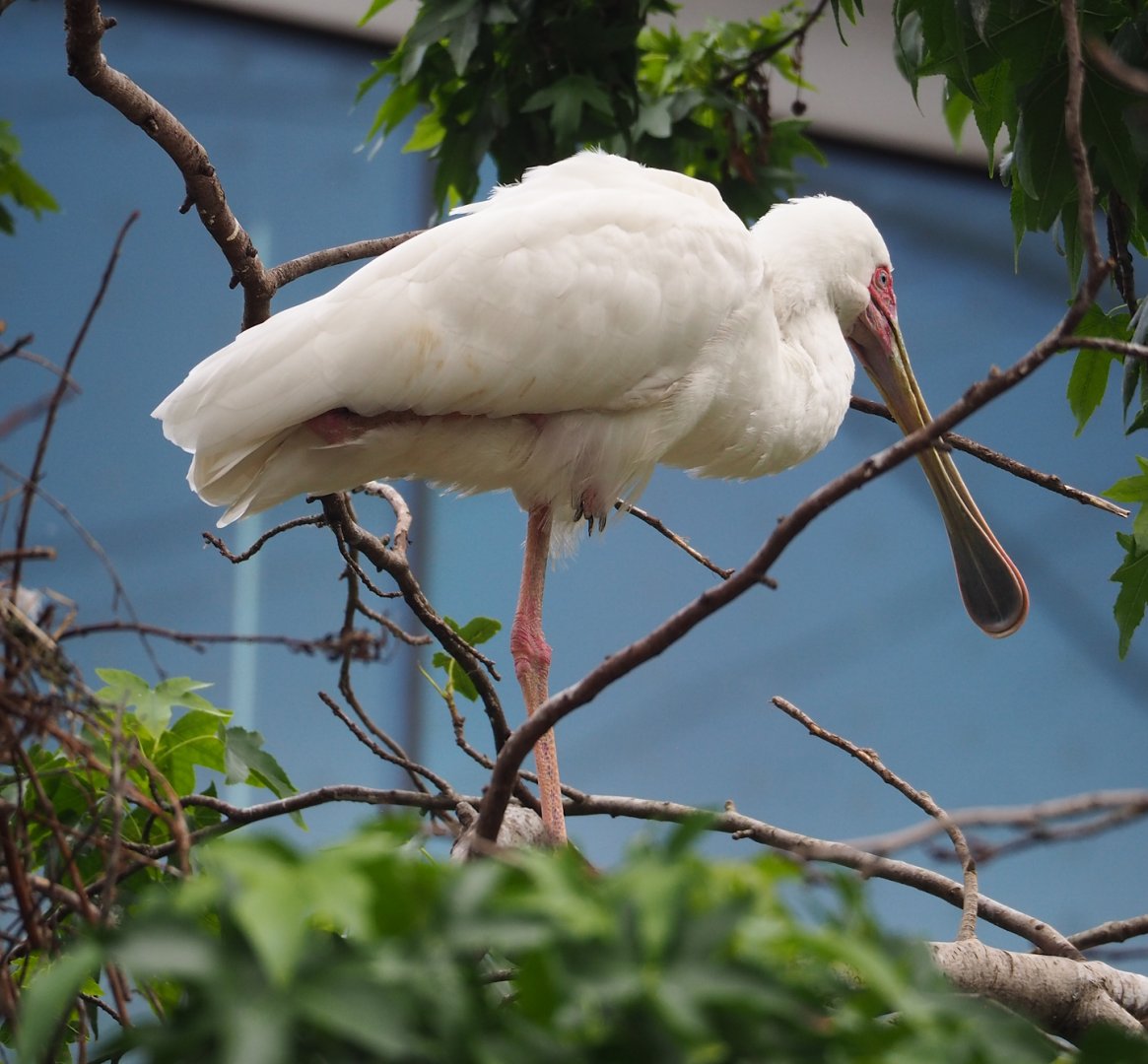 African spoonbill (Platalea alba), 2023-07-02