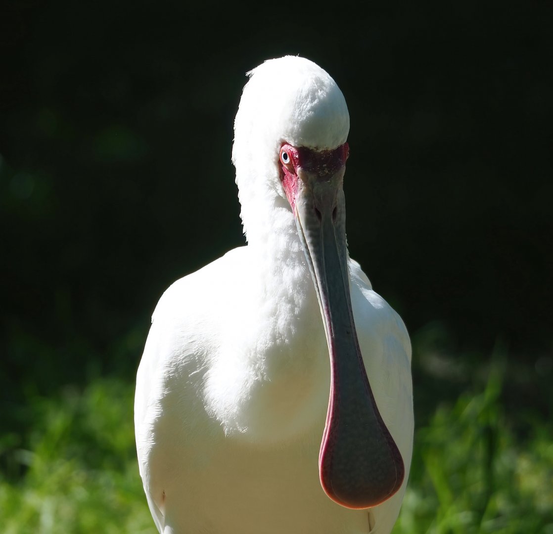 African spoonbill (Platalea alba), 2023-07-08