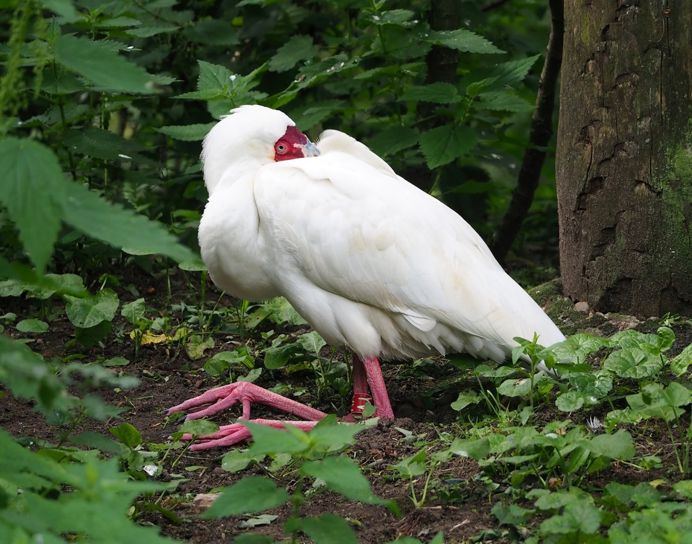 African spoonbill (Platalea alba), 2023-08-15